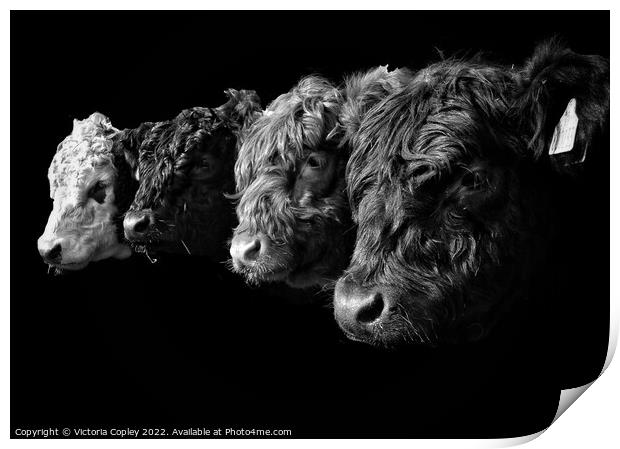 A Collection of Cattle in Monochrome Print by Victoria Copley