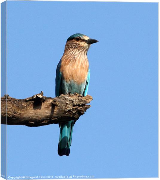Indian Roller Canvas Print by Bhagwat Tavri