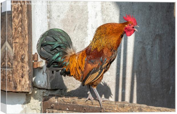 Rooster crowing in a barnyard on an educational farm. Canvas Print by Christian Decout