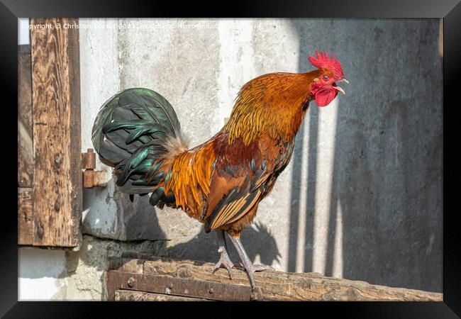 Rooster crowing in a barnyard on an educational farm. Framed Print by Christian Decout