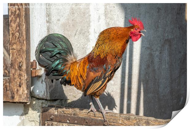 Rooster crowing in a barnyard on an educational farm. Print by Christian Decout