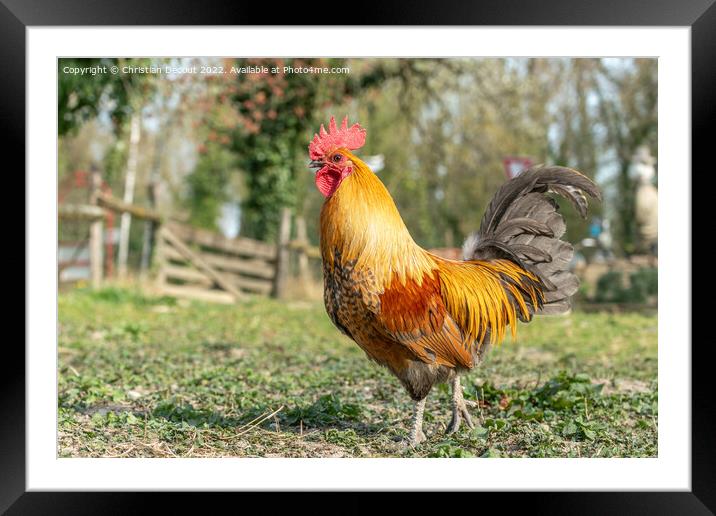 Farmyard rooster on an educational farm. Framed Mounted Print by Christian Decout