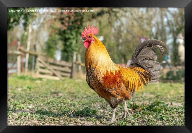 Farmyard rooster on an educational farm. Framed Print by Christian Decout