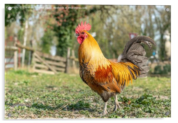 Farmyard rooster on an educational farm. Acrylic by Christian Decout