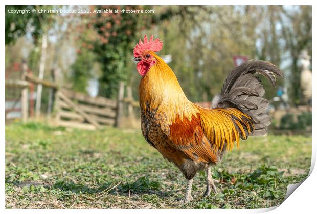 Farmyard rooster on an educational farm. Print by Christian Decout