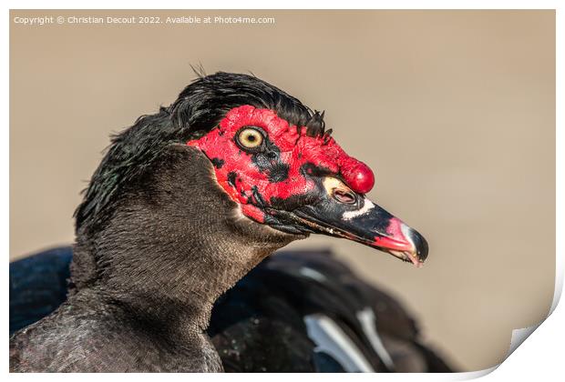 Portrait of a Muscovy Duck in a farmyard on an educational farm. Print by Christian Decout