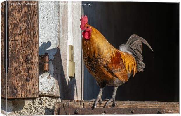 Farmyard rooster perched on a gate in an educational farm. Canvas Print by Christian Decout