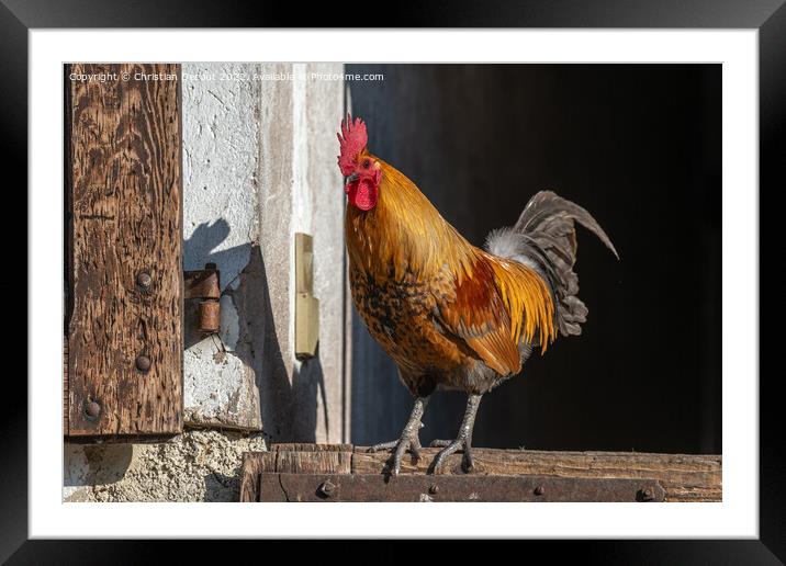 Farmyard rooster perched on a gate in an educational farm. Framed Mounted Print by Christian Decout
