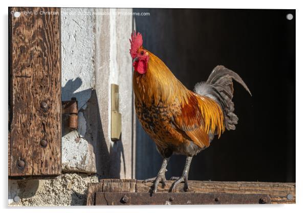 Farmyard rooster perched on a gate in an educational farm. Acrylic by Christian Decout