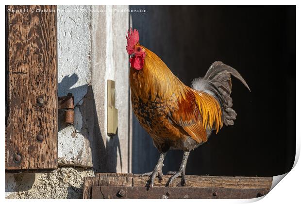Farmyard rooster perched on a gate in an educational farm. Print by Christian Decout