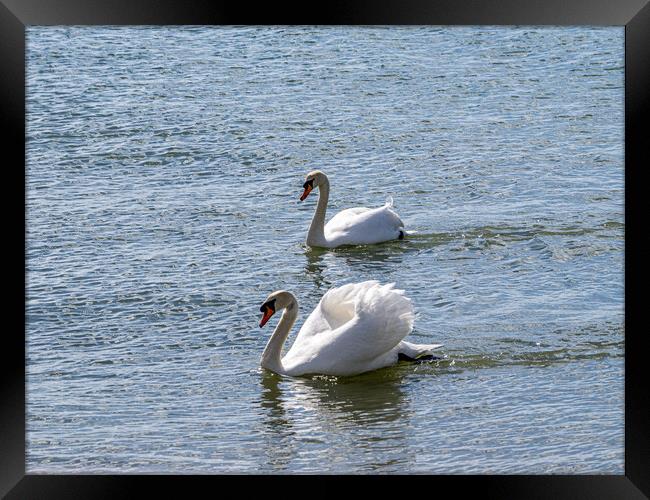 Pas de Deux Framed Print by Gerry Walden LRPS