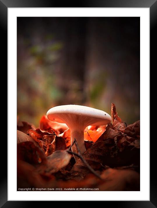 Woodland Fungi in evening light Framed Mounted Print by Stephen Davis
