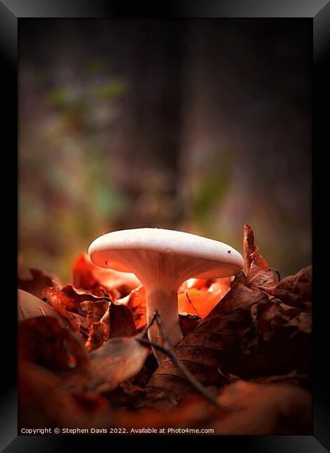 Woodland Fungi in evening light Framed Print by Stephen Davis