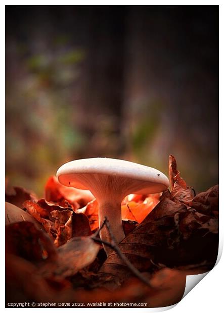 Woodland Fungi in evening light Print by Stephen Davis