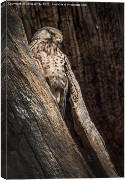 Kestrel blending into tree Canvas Print by Kevin White