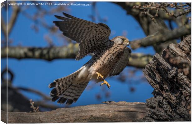 Kestrel flying off from nest Canvas Print by Kevin White