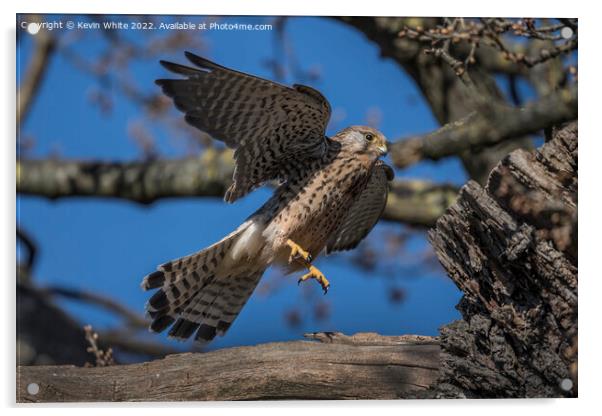 Kestrel flying off from nest Acrylic by Kevin White
