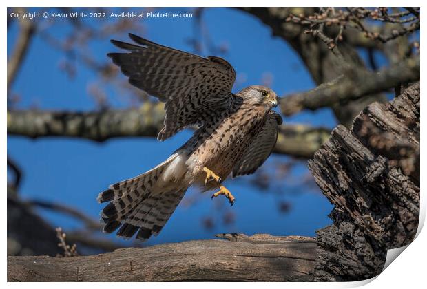 Kestrel flying off from nest Print by Kevin White
