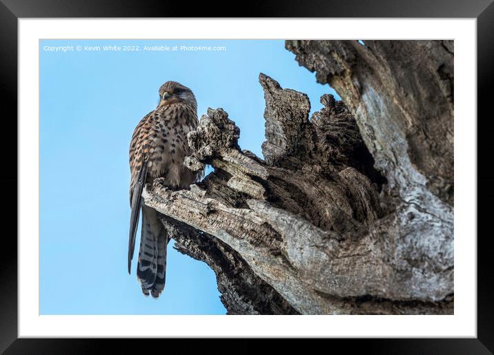 Kestrel nesting in hollow of tree Framed Mounted Print by Kevin White