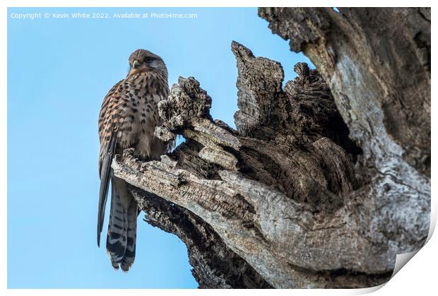 Kestrel nesting in hollow of tree Print by Kevin White