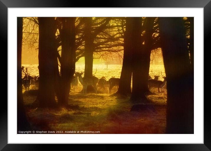 Deer at sunrise Framed Mounted Print by Stephen Davis