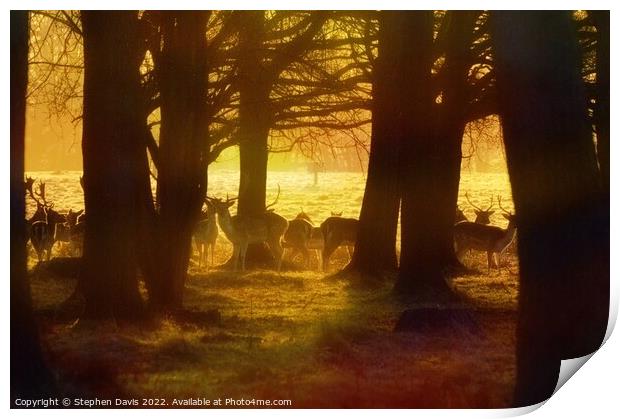 Deer at sunrise Print by Stephen Davis
