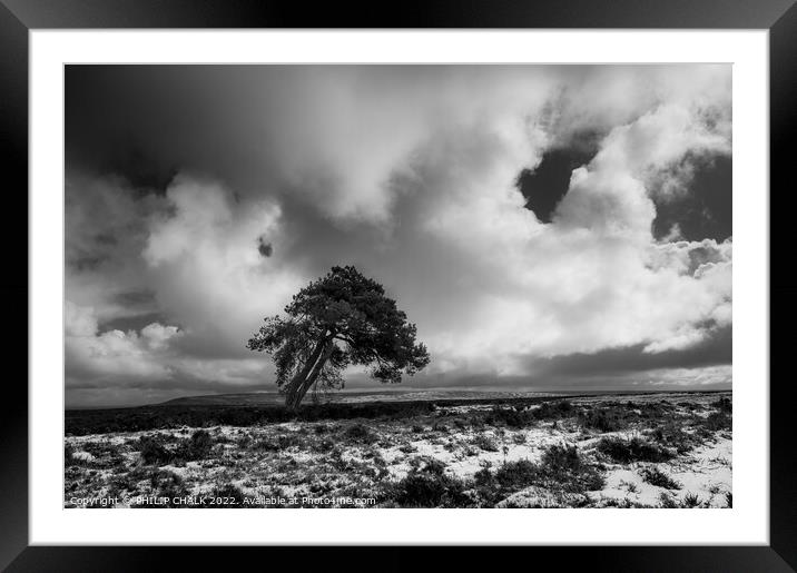 Lone tree on the north Yorkshire moors 698 Framed Mounted Print by PHILIP CHALK