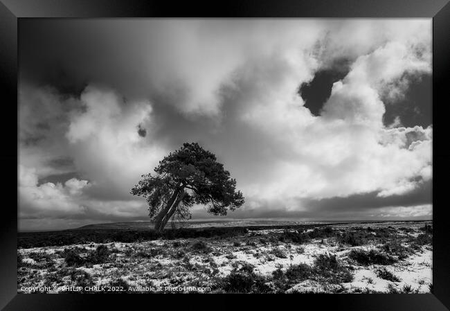 Lone tree on the north Yorkshire moors 698 Framed Print by PHILIP CHALK