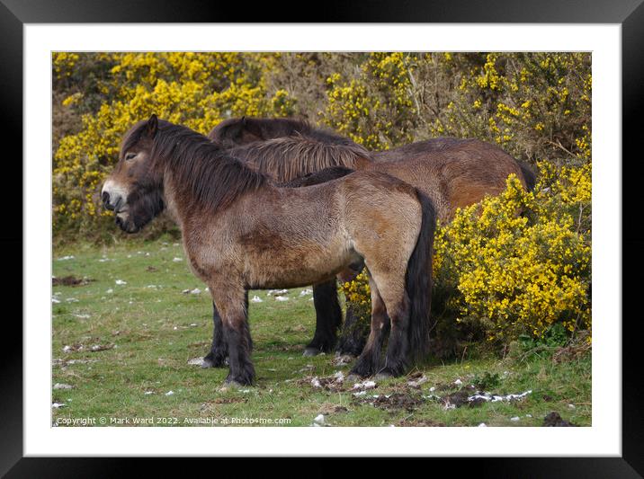 Horse in Gorse. Framed Mounted Print by Mark Ward
