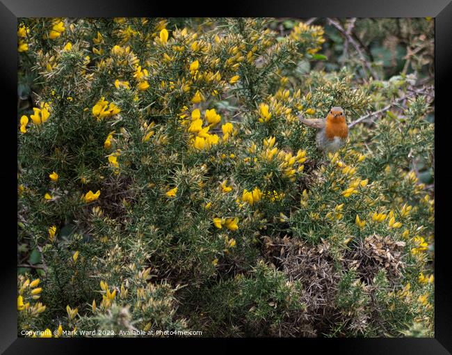 Robin in a Gorse bush. Framed Print by Mark Ward