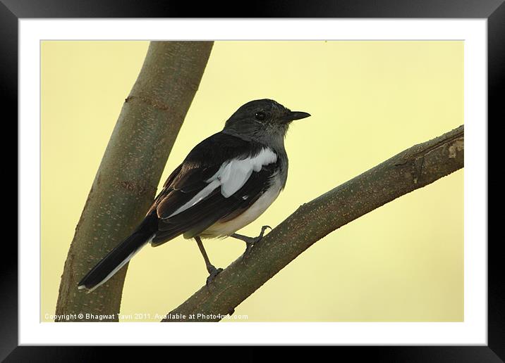 Oriental Magpie Robin [f] Framed Mounted Print by Bhagwat Tavri