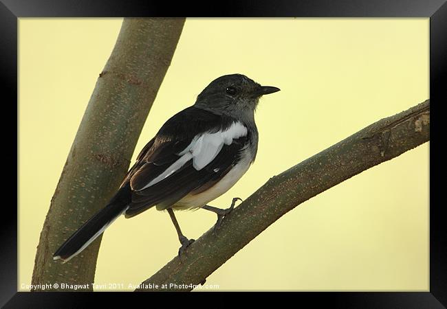 Oriental Magpie Robin [f] Framed Print by Bhagwat Tavri