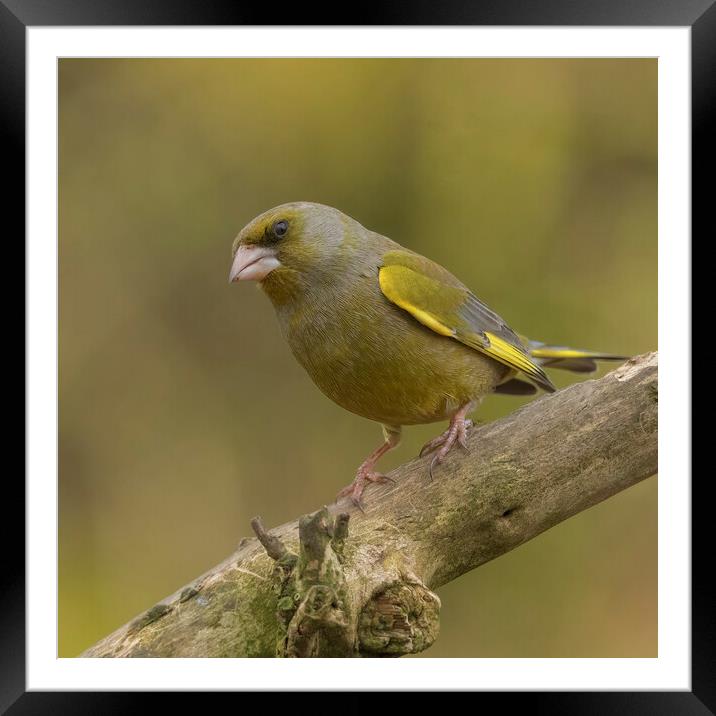 Greenfinch perching Framed Mounted Print by Jonathan Thirkell