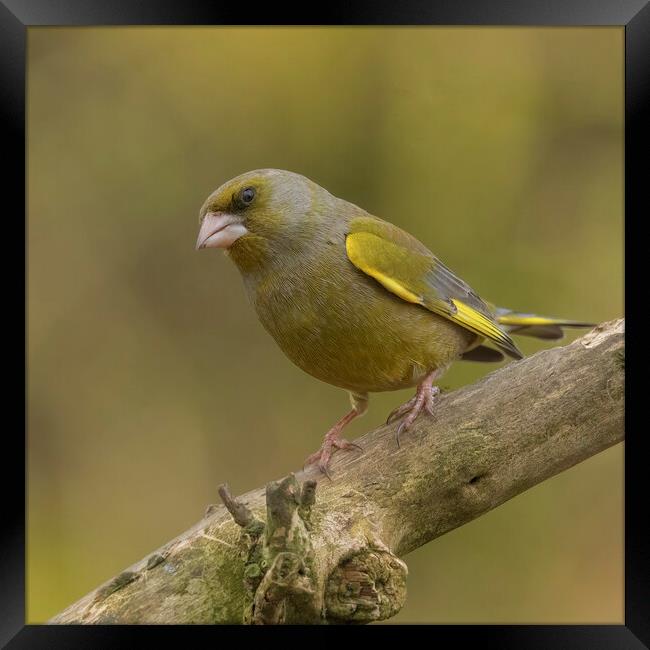 Greenfinch perching Framed Print by Jonathan Thirkell