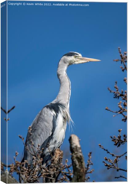 Grey heron on top of tree Canvas Print by Kevin White