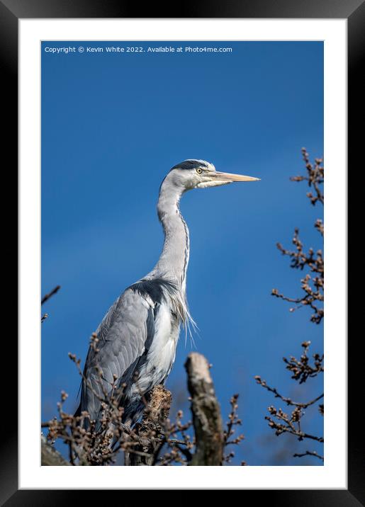 Grey heron on top of tree Framed Mounted Print by Kevin White