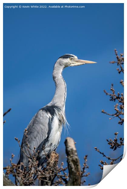 Grey heron on top of tree Print by Kevin White
