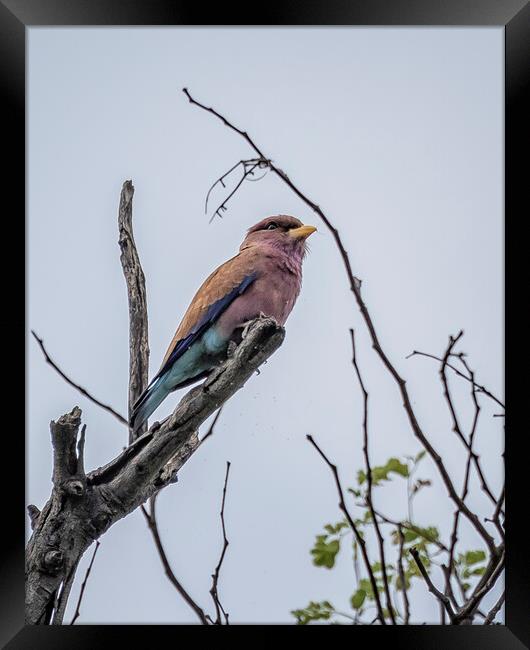 Broad-billed Roller Framed Print by Belinda Greb