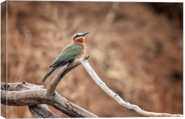 White-fronted bee-eater Canvas Print by Belinda Greb