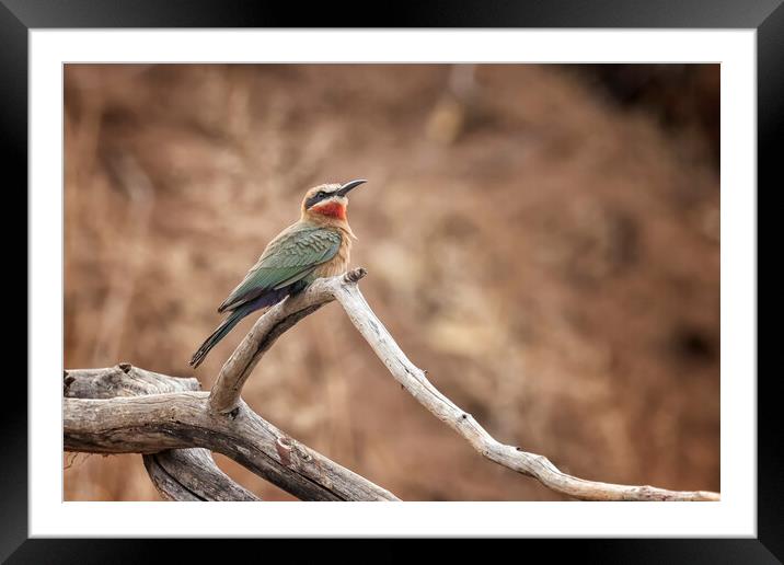 White-fronted bee-eater Framed Mounted Print by Belinda Greb