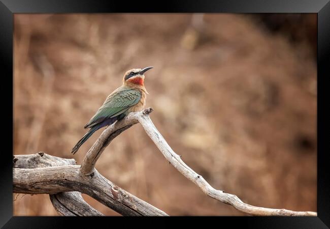 White-fronted bee-eater Framed Print by Belinda Greb