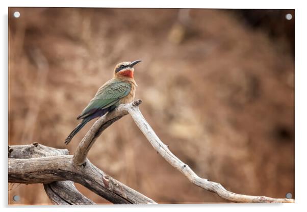 White-fronted bee-eater Acrylic by Belinda Greb