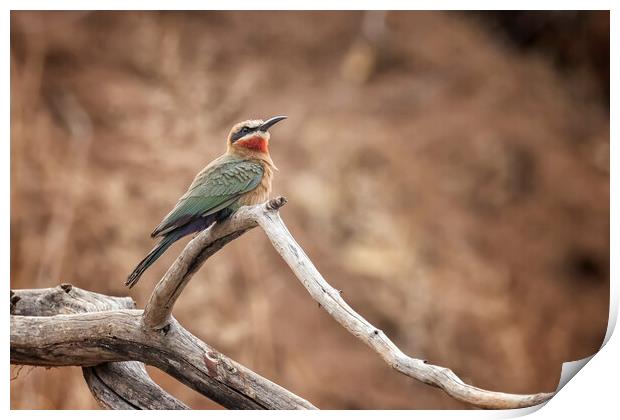 White-fronted bee-eater Print by Belinda Greb