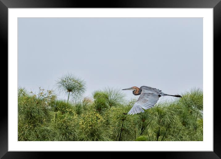 Flying Giant Heron Framed Mounted Print by Belinda Greb