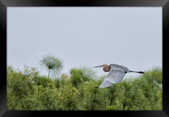 Flying Giant Heron Framed Print by Belinda Greb