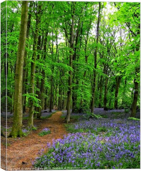Bluebell Wood Canvas Print by Victoria Copley
