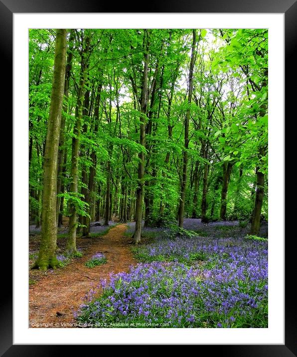 Bluebell Wood Framed Mounted Print by Victoria Copley