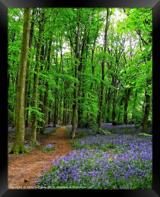 Bluebell Wood Framed Print by Victoria Copley
