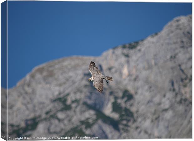 Falcon in flight Canvas Print by ian routledge