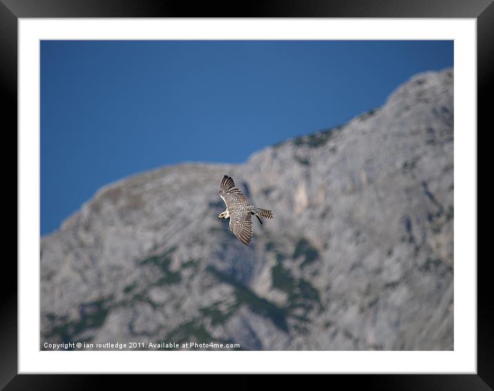 Falcon in flight Framed Mounted Print by ian routledge